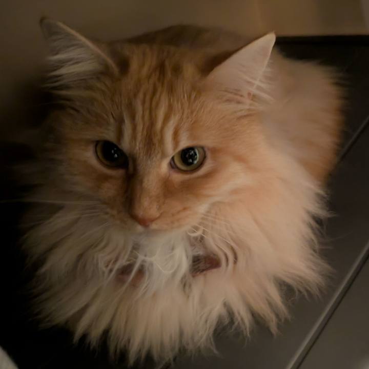 50e29b8e b221 4304 88fa fd3f72fa43ea 1745211189059