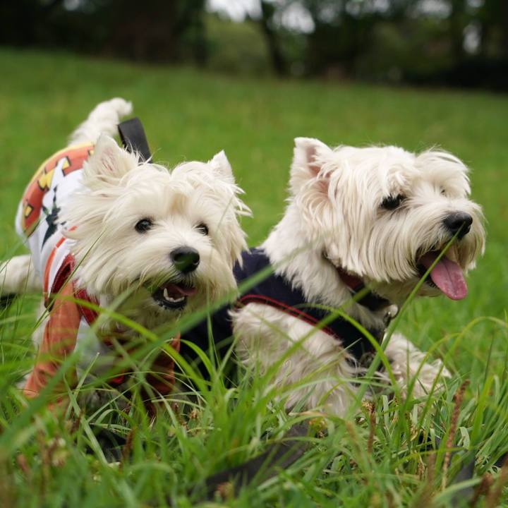 50e2ed02 da68 41e8 b5f8 86cef208bf07 1532423166791