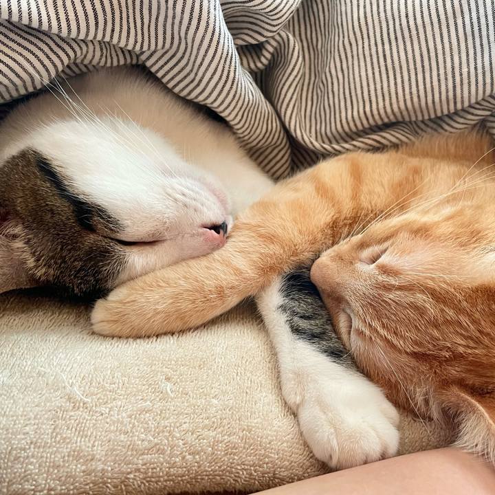 50e423b2 0789 4b9e b2dd 96a52077b459 1764490497240