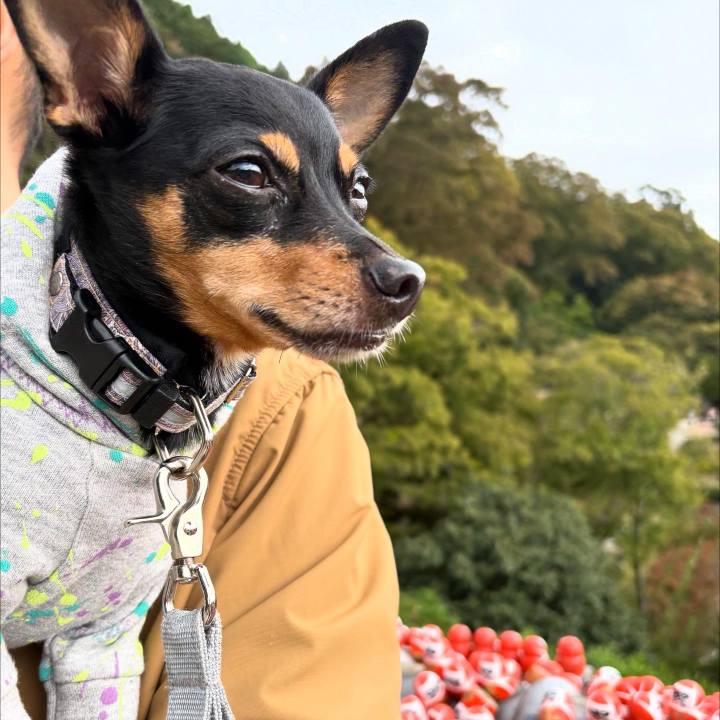 50e6ff18 61f8 4dfe b649 79af9db732c5 1761524443787