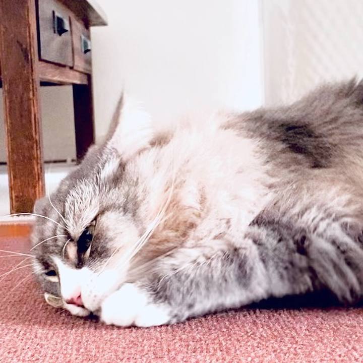 50f09a3a d5a5 4263 b758 1f4f1c7c2cd4 1765120649262