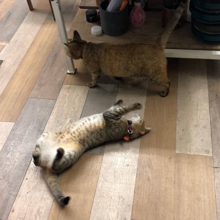 50f0f65f 4907 4411 8dec dd4579eeac18 1621425453405