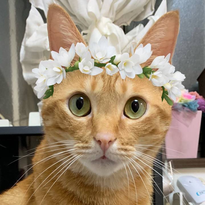 50f2dda6 7def 462e a65e 25eed02559ff 1562837076953