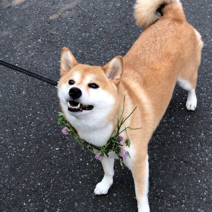 50f37915 bb43 464e ac64 39726120d0b2 1532438487188