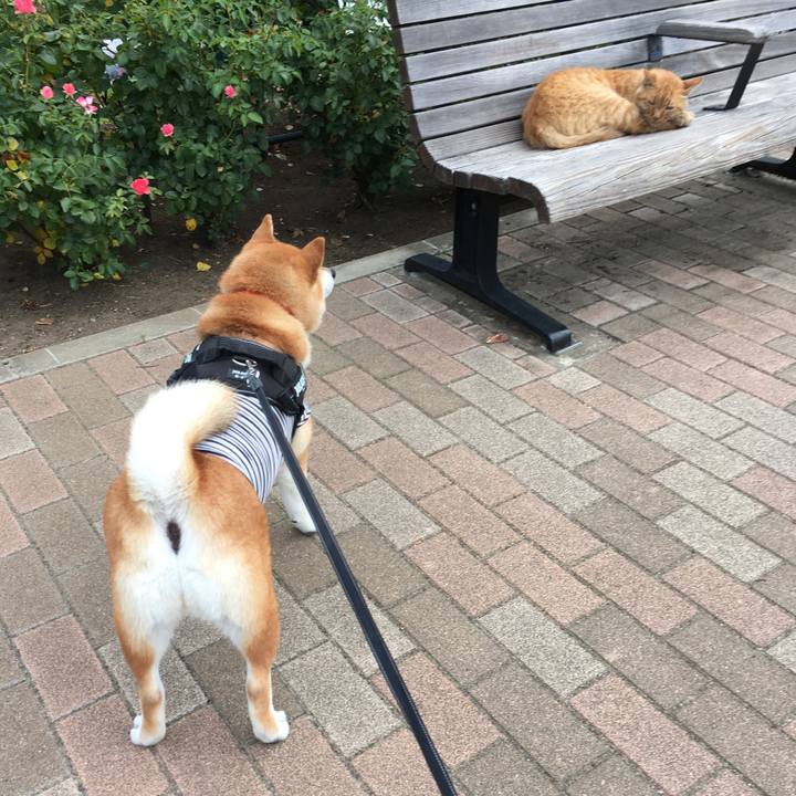 50f582c9 8859 4983 8e6a d3eaffa32cfb 1613215941404