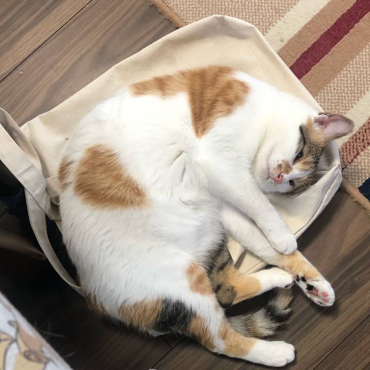 50f8851a 8c1e 4fae bf43 423d06a252f7 1599435267814