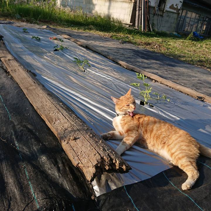 50f988a6 abe8 4794 9a2c 6568648403e8 1590914203054