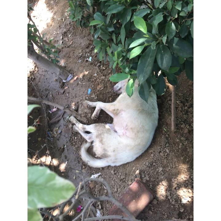 50fa9987 0081 4605 83eb 02b56bdd1f7c 1560205024234