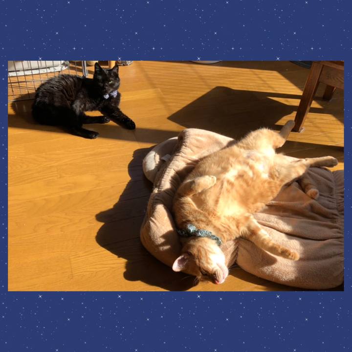 51000258 3bd0 4a63 8d06 d16661a59f08 1585093802706