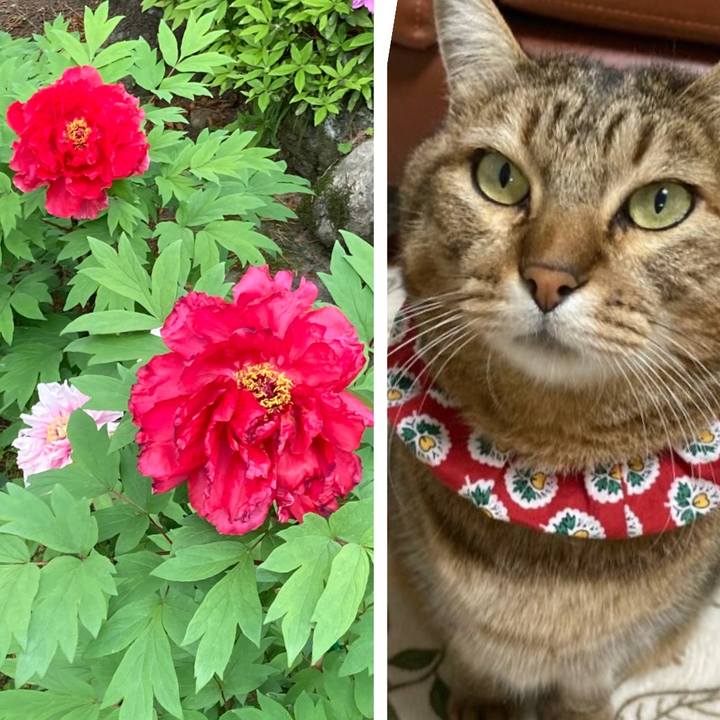 51033293 eec7 40b5 9aa5 4872754e92bc 1746099964561