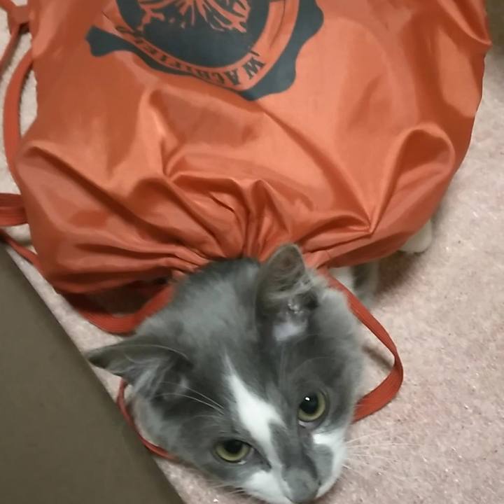 51033f3a 2469 4974 b9bd c054202339f2 1567510332019