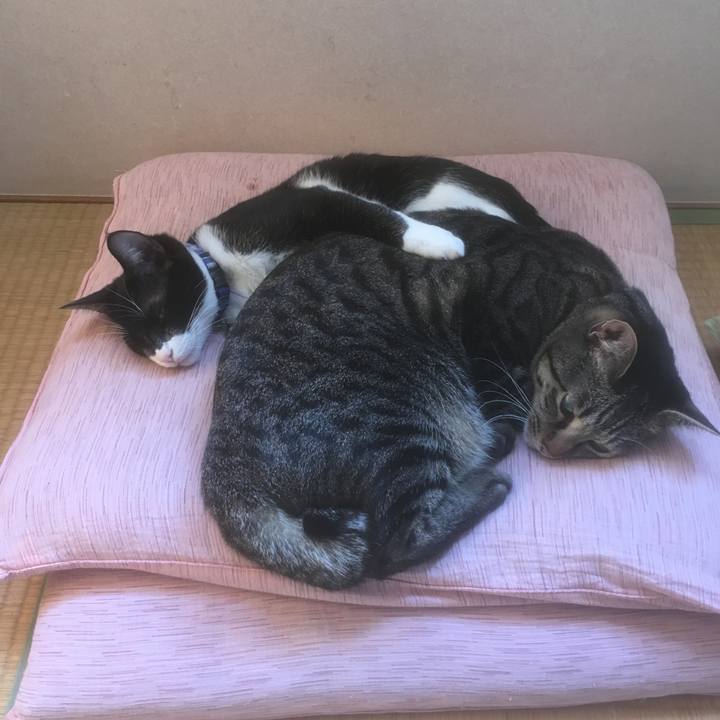 51042b9f 0a10 4ff3 b70a 44b4a3cd0402 1516271545815