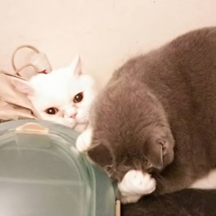 510783b9 434a 41b8 a1e0 3d03d78dbf0a 1554727937353