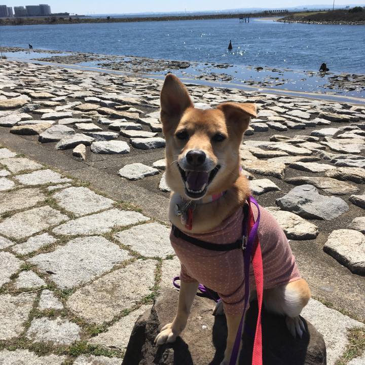 51085283 2491 499c ace2 09056dd1ee2a 1553401326296