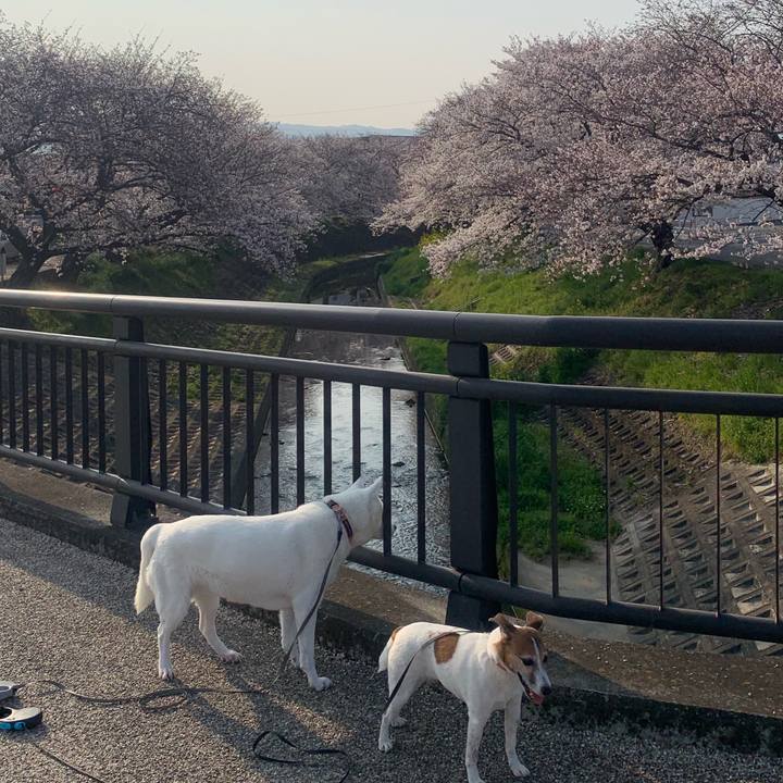 5108d649 1807 484b 91ea 35e6a7db0b1d 1554511534535