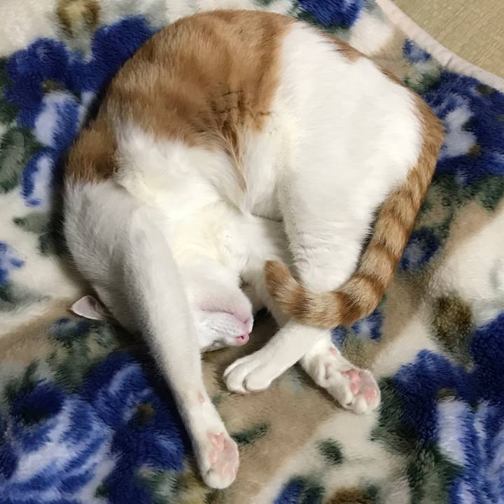 510daecc 493e 42a8 9e46 79597f71873c 1529755394595