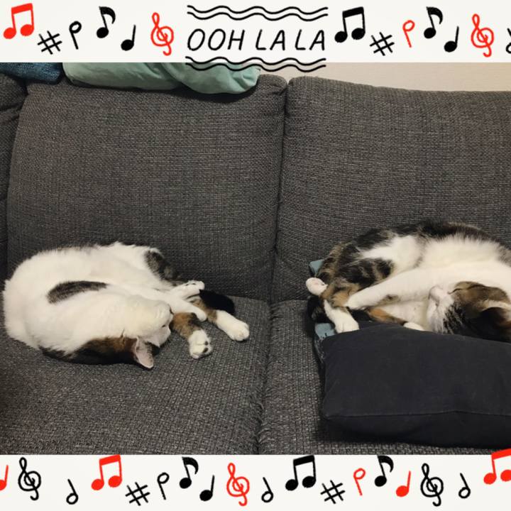 510e52c5 e58f 42bf 99ae 55af0fd19047 1557732694532