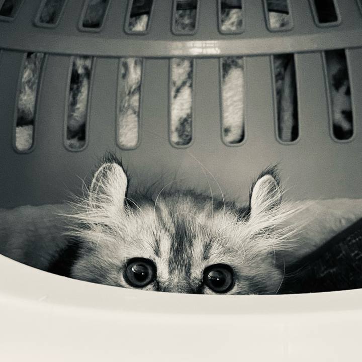 5111271c a671 4c2d 8598 fab6c0258ed0 1708604089216