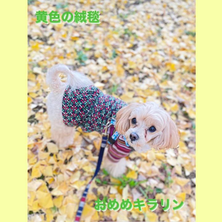 5111c560 dc4f 4bb7 9281 797c5319e1f5 1637477793909