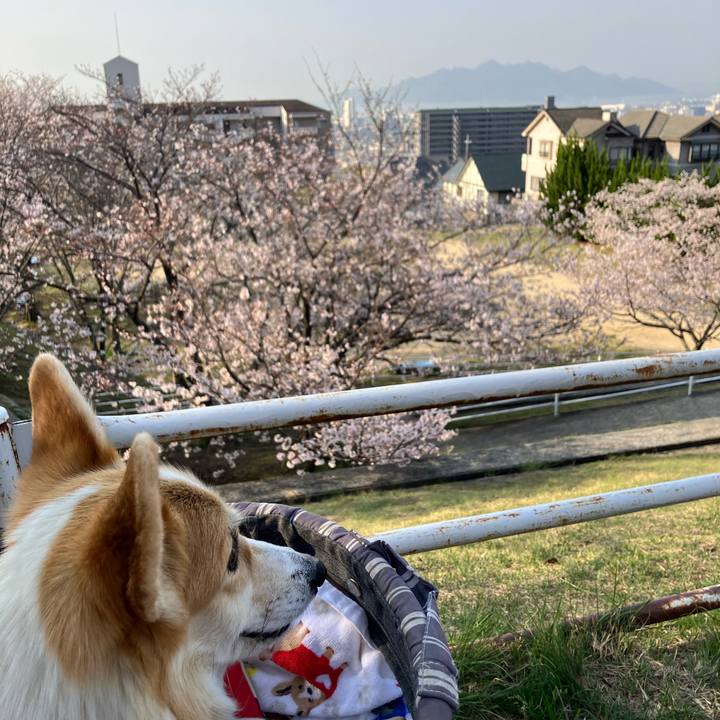 51124c0e 37f7 4667 9d7b f2a5ef94c3a0 1774881113109