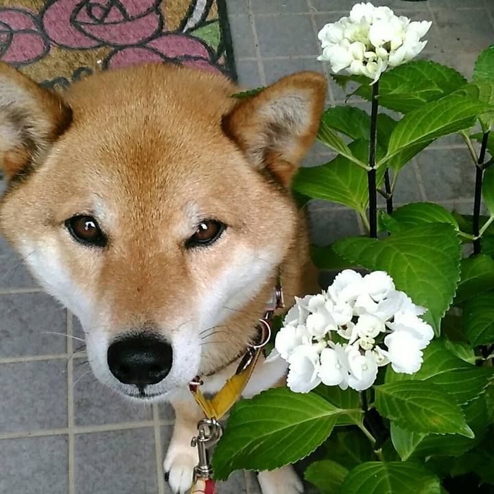 51140028 5a23 4e95 8185 6fe24b6ac0b7 1528332468489