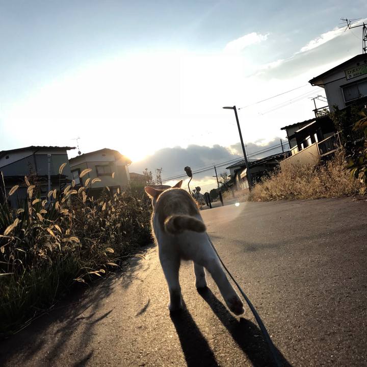 51142734 3f76 46cb bcbd b2e7014ec096 1512222392704