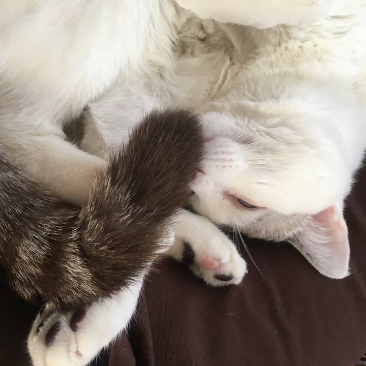 51187c3a 8898 4a9f b1ee bf54c7cbdd36 1546924414104