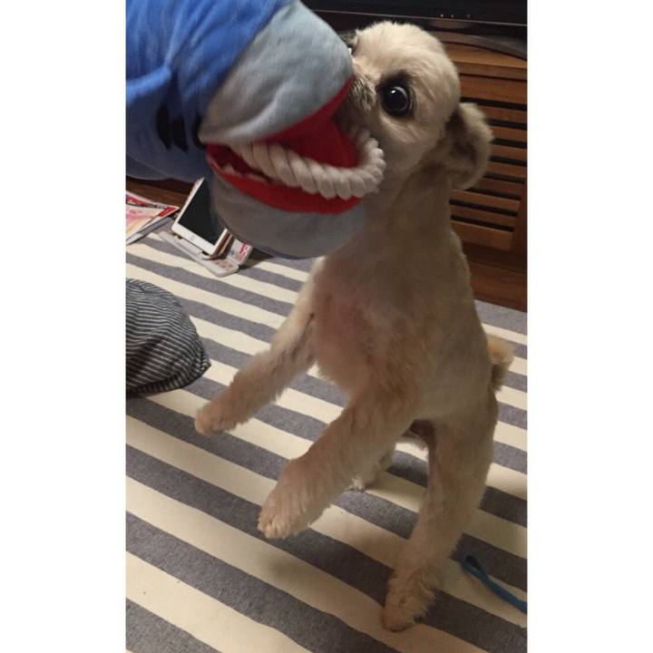 5118bf3c e4da 4bd6 b92b dd3b2dd00bc5 1562154198288