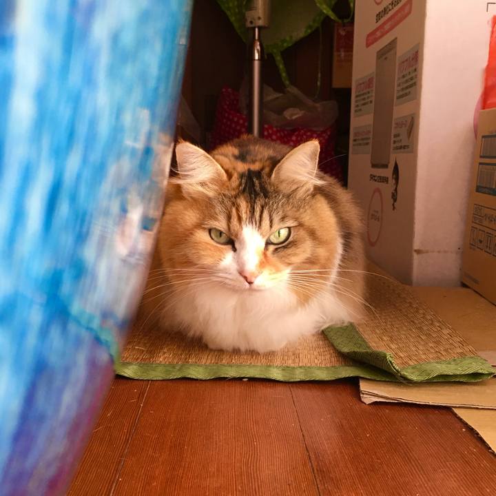 5119c89b b729 4b3b 9a63 0cef050abca6 1573112702206