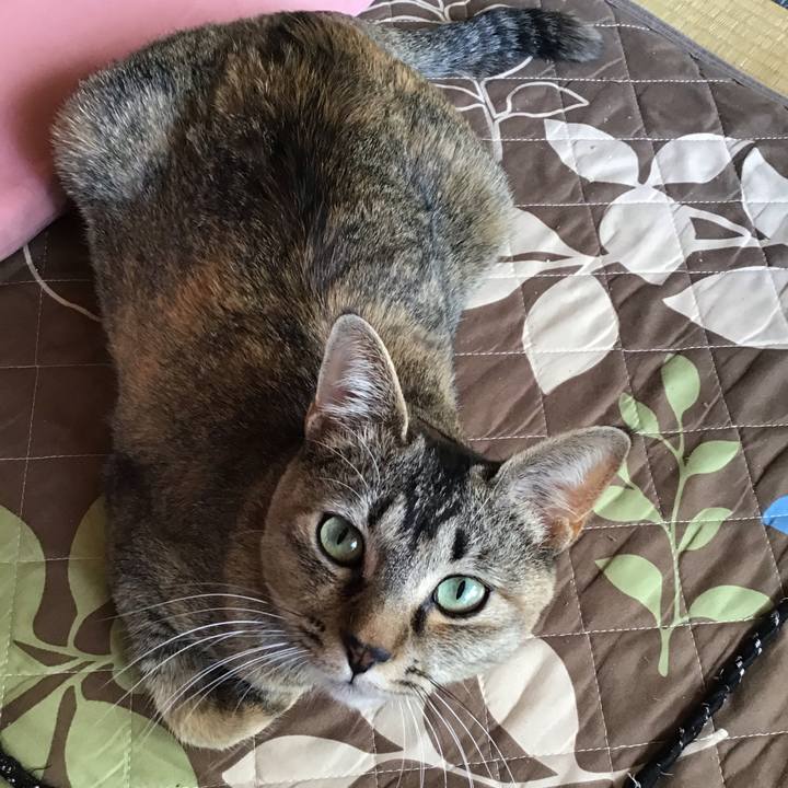 511f8e66 3444 49e1 9301 221403f78a17 1586148491522