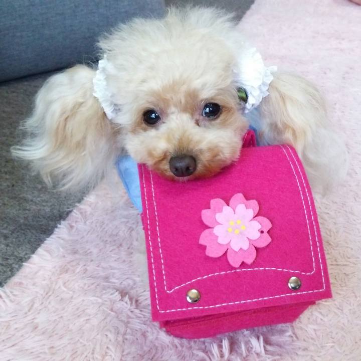 511fbcbc 3c53 4489 b57b c0e968c160ae 1554940547915