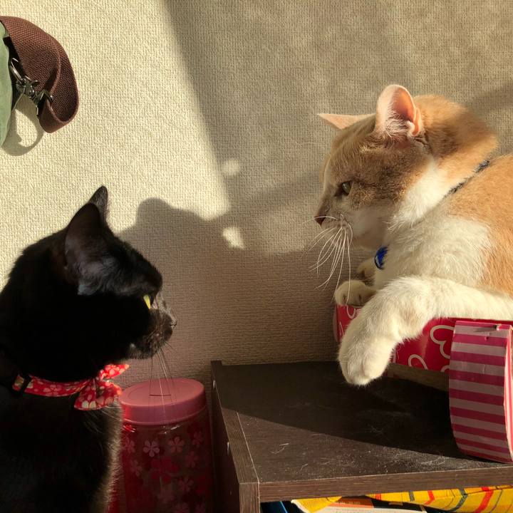 511fcc63 19d1 4634 957f 09cecc661c57 1512777740486