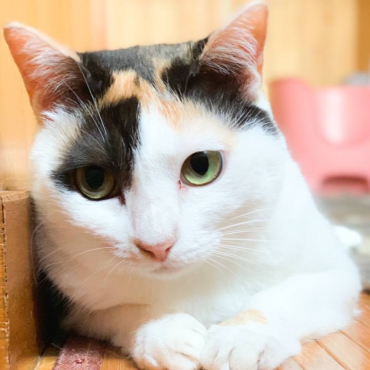 51206315 5706 4369 bd67 b7bfc2d26ad5 1565659704563