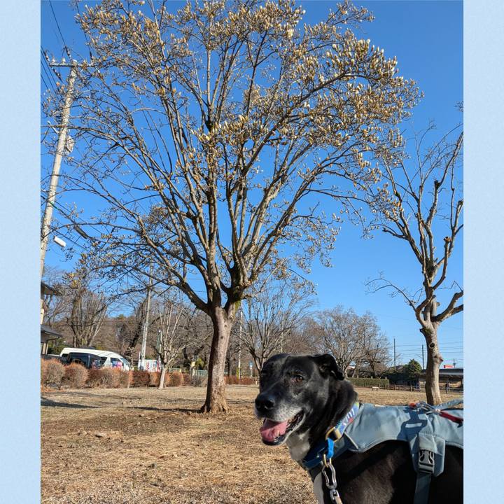 51247de0 6a5f 44eb b4e4 b6b158b1832f 1741825781658