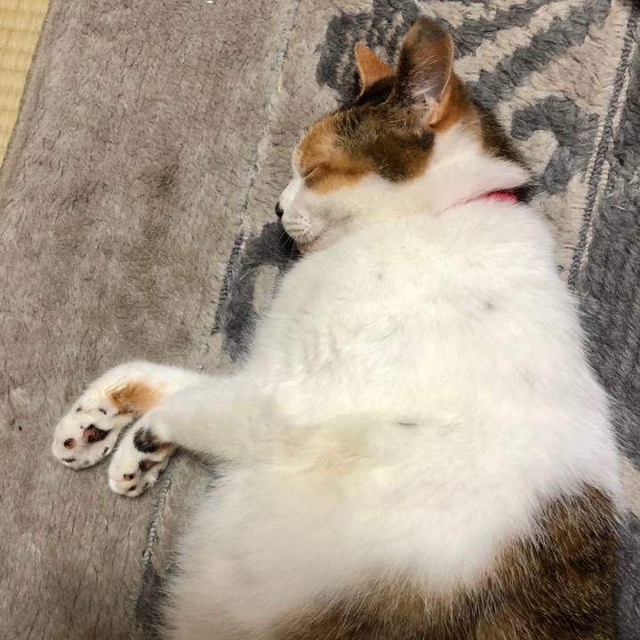 51253730 8c15 47ae b31a bb6c6aeb53f7 1593084651436