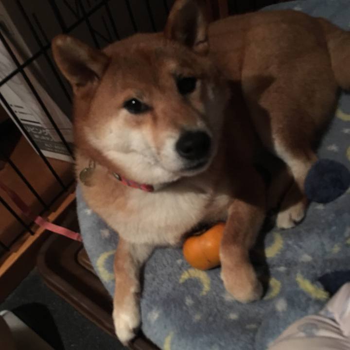 5129349d bc3f 46a6 ae8b e716676587c1 1539859515738