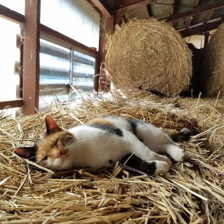 5129a077 4009 4d2d 8bc1 58233305655f 1604548968518