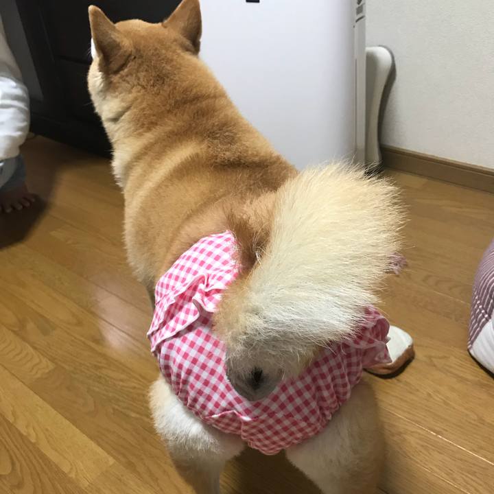 5129d690 720c 4e9e be27 54b65751fdd2 1534120718279