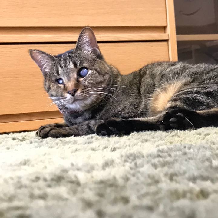 512acc5c e11c 48f2 8625 d755f8eda93b 1517372170484