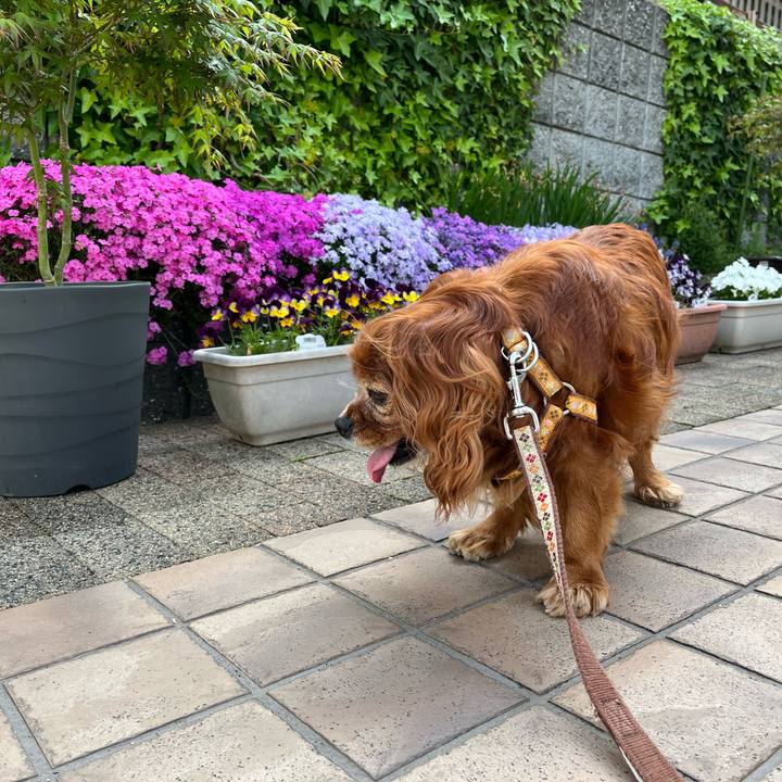 512c3204 a114 494d aae8 d6cb0bf6aa54 1745021701365