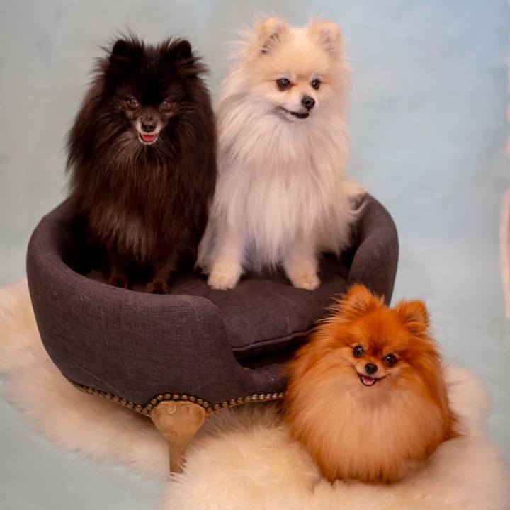 512c3a2a c2c9 4ec0 a874 58095dcc0cd8 1547465435541