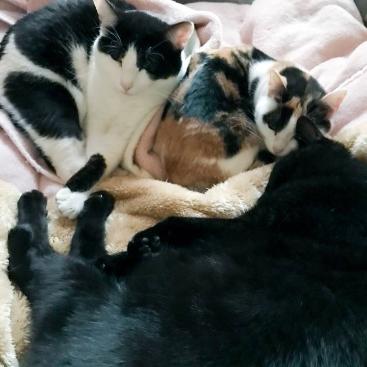 512cabb1 c3cc 48de b7aa cd648ba1776b 1515937576811