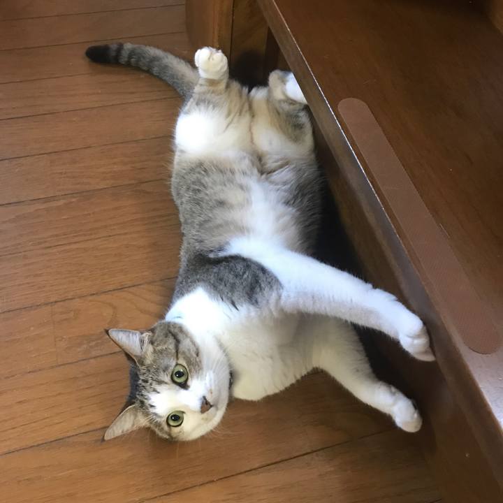 512e21f6 6819 411e 9d1f 4e95edfbb608 1565583413499