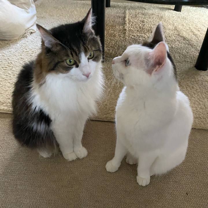 5131d22d 6366 44ab 843a 3465fda16446 1666391339330