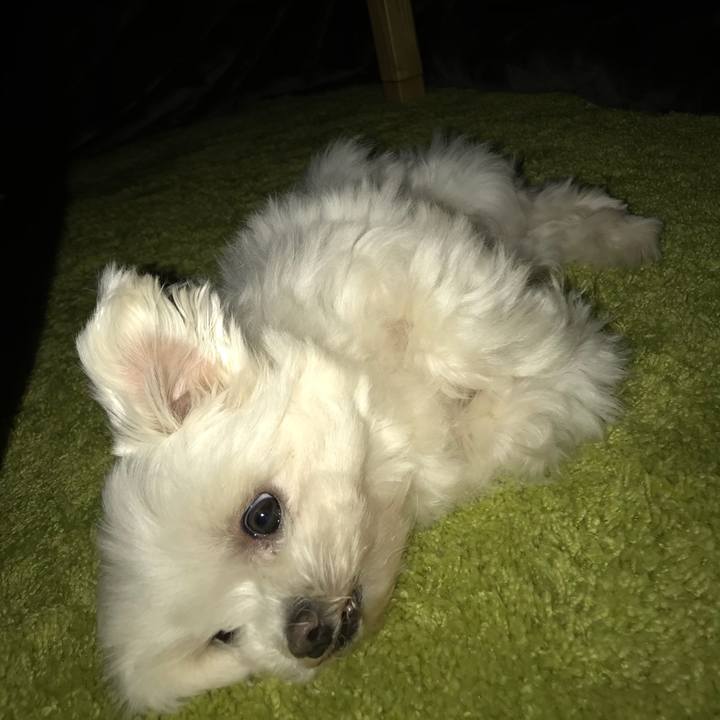 5137f3ce a898 4b11 a880 ff38151cd915 1517973337364