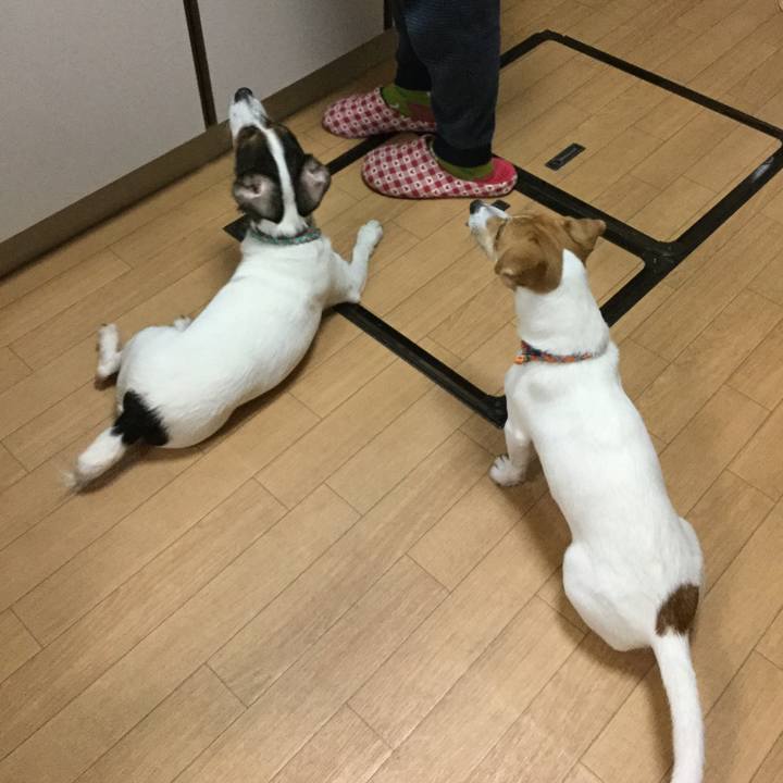 51388291 36bc 40f5 a8e6 2aefa0e2be1d 1509866813718