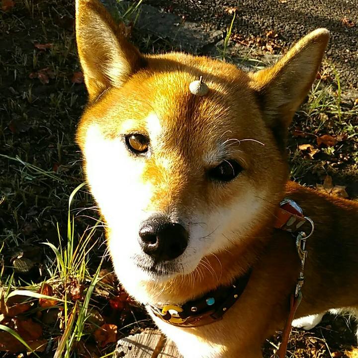 513b0351 999b 4f40 949b 46da30e266e2 1572907946300