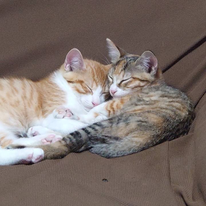 513b28df f65e 4a1f a78a 20dd385f881c 1698120917586