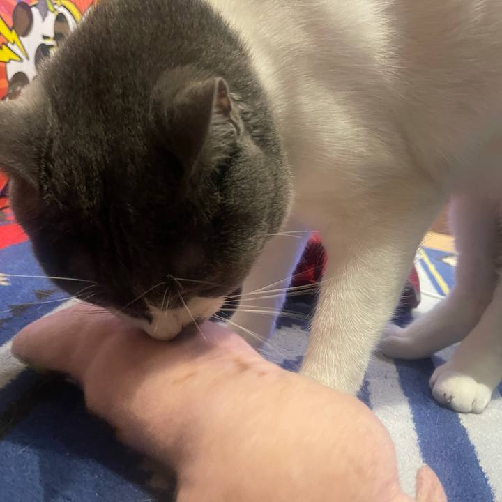 513b2d38 bbf9 42d8 9dc9 c20e96be9efb 1631963611781