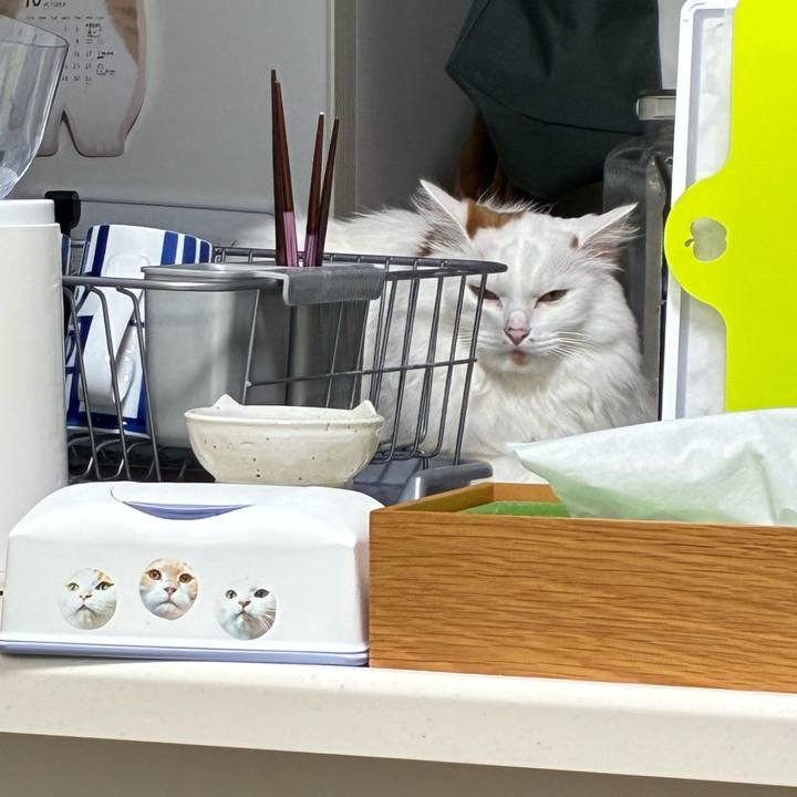 513fef43 757c 4103 af3e 8b796c1b6edc 1758960606547